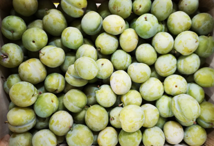 Prunes vertes Prunes vertes