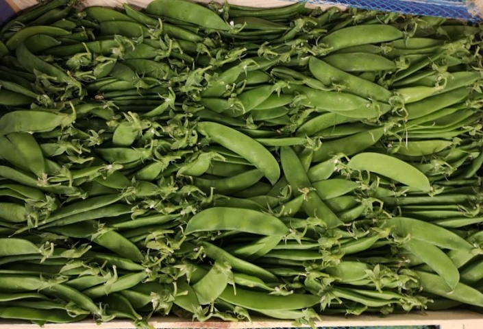 Pois mange tout français Pois mange tout français